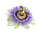 Passion Flower