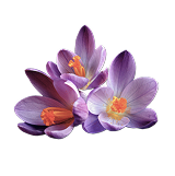 Saffron