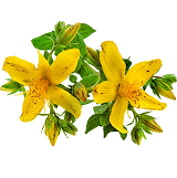 St. John’s Wort