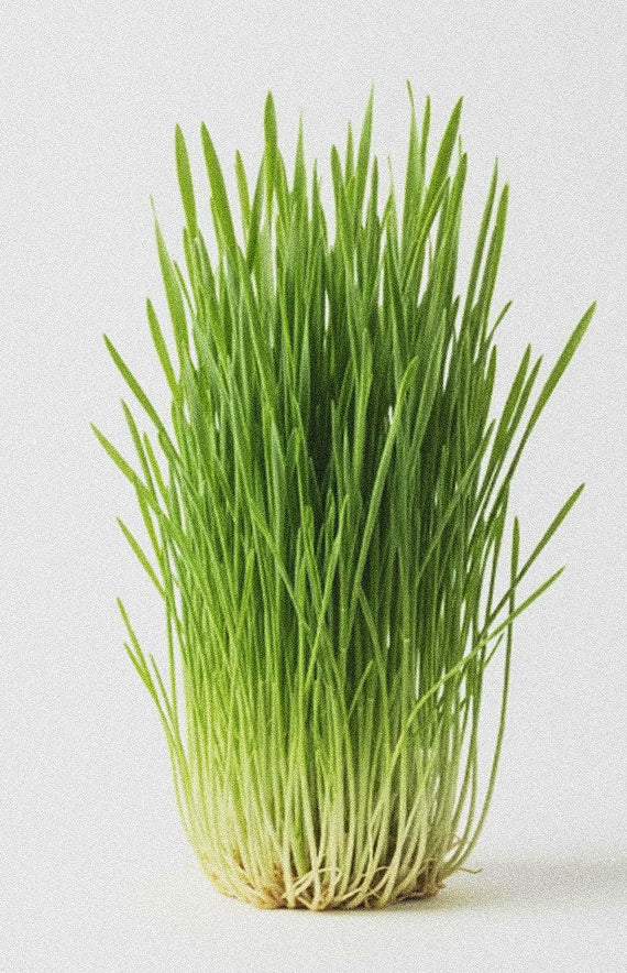 Wheatgrass