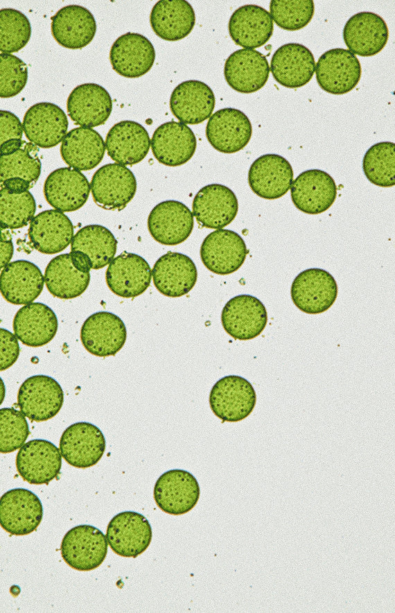 Chlorella
