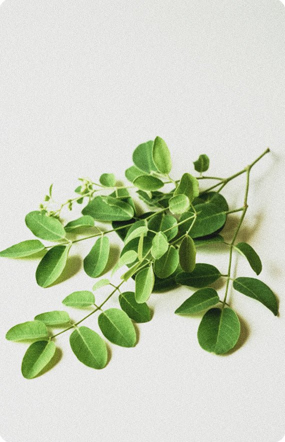 Moringa