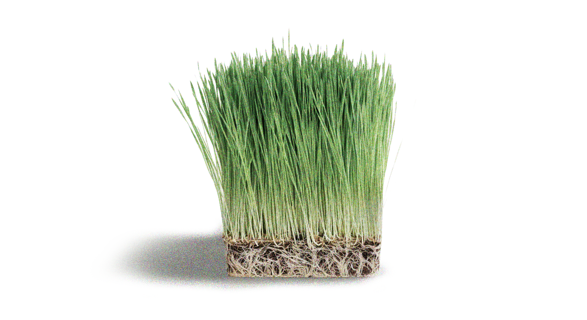 Barley Grass