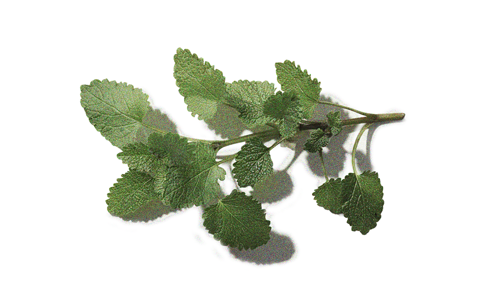 Peppermint Leaf