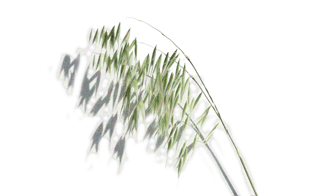 Oat Grass