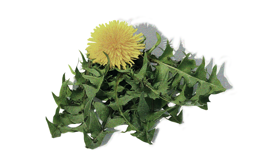 Dandelion Leaf Extract