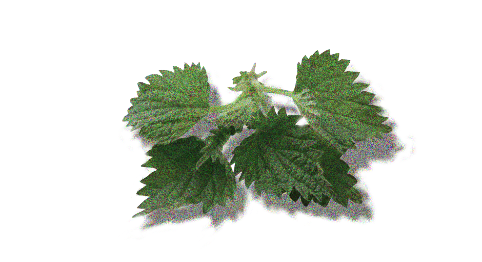 Nettle Leaf